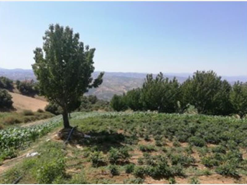 İzmir Kiraz İğdeli�de 190 m2 Kargir Ev ve 5363 m2 Tarla İzmir Kiraz