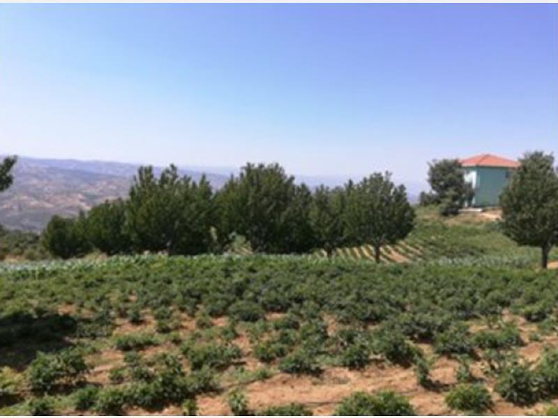 İzmir Kiraz İğdeli�de 190 m2 Kargir Ev ve 5363 m2 Tarla İzmir Kiraz