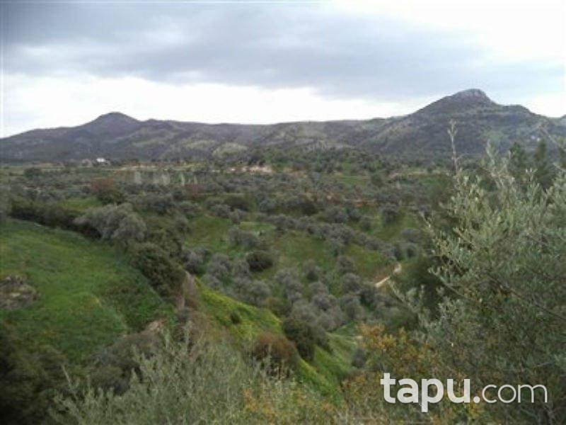 Aydın Germencik'te Satılık 8,6 Dönüm Zeytinlik