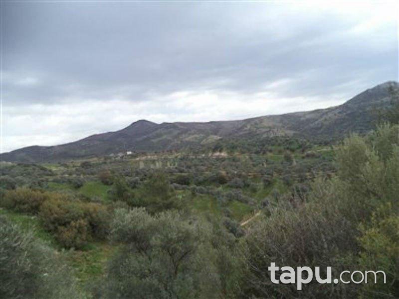 Aydın Germencik'te Satılık 8,6 Dönüm Zeytinlik