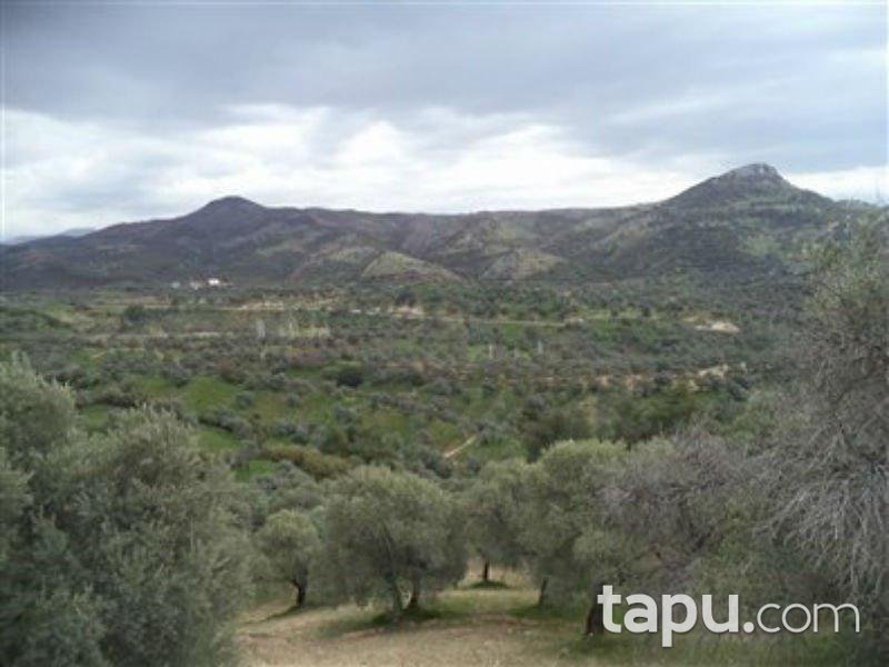 Aydın Germencik'te Satılık 8,6 Dönüm Zeytinlik