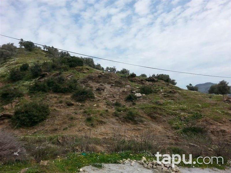 Aydın Germencik'te Satılık Zeytinlik (emsal 0,05)