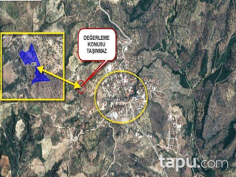 Aydın Germencik'te Satılık Zeytinlik (emsal 0,05)