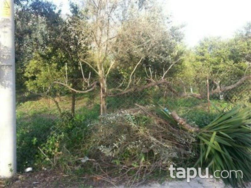 Muğla Köyceğiz'de 2 Dönüm Arsa İçinde Taş Ev