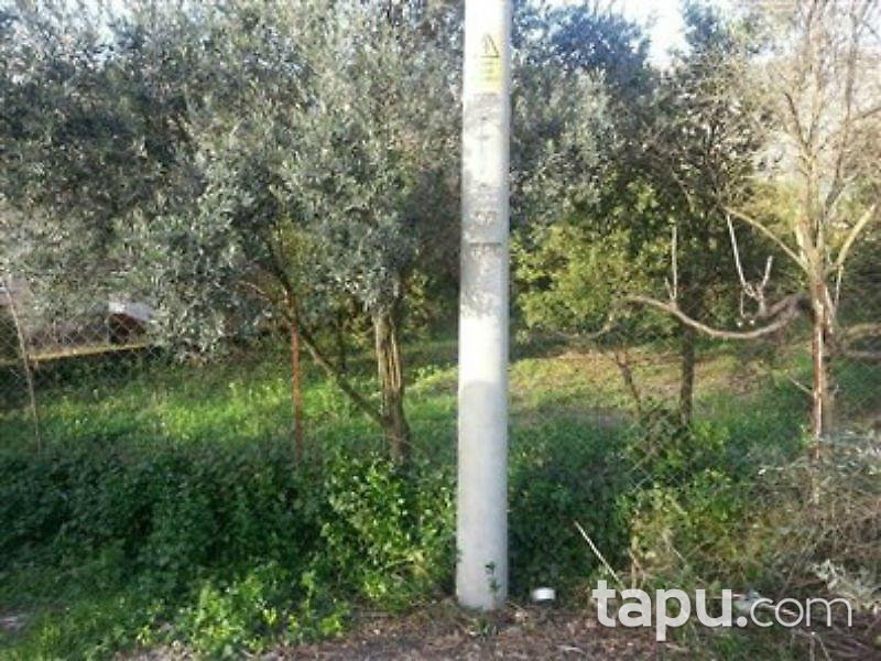 Muğla Köyceğiz'de 2 Dönüm Arsa İçinde Taş Ev