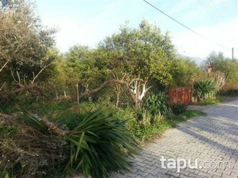 Muğla Köyceğiz'de 2 Dönüm Arsa İçinde Taş Ev