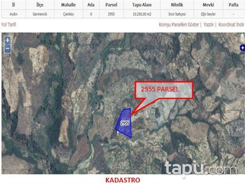 Aydın Germencik'te Otobana Yakın Zeytinlik