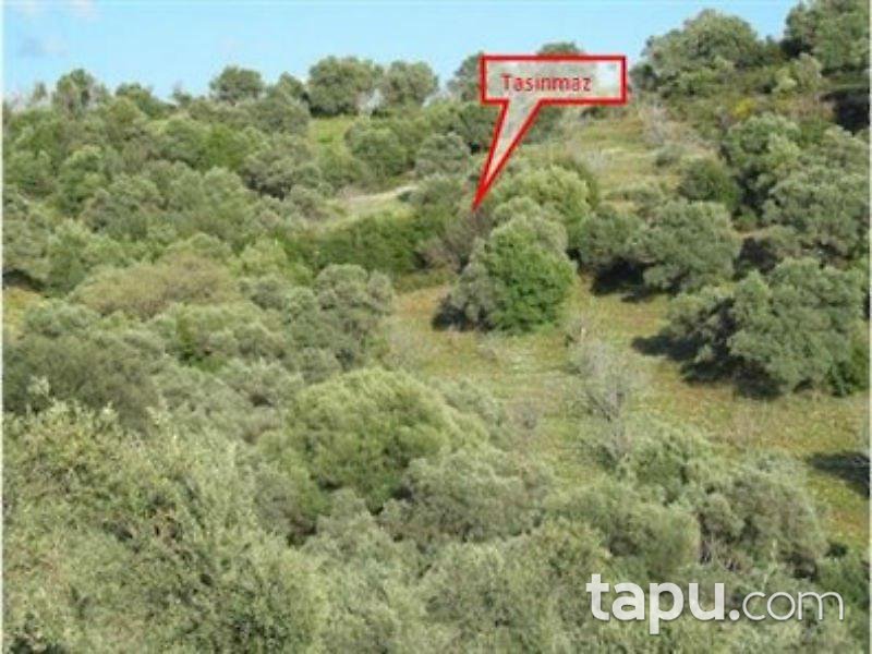 Aydın Germencik'te Otobana Yakın Zeytinlik