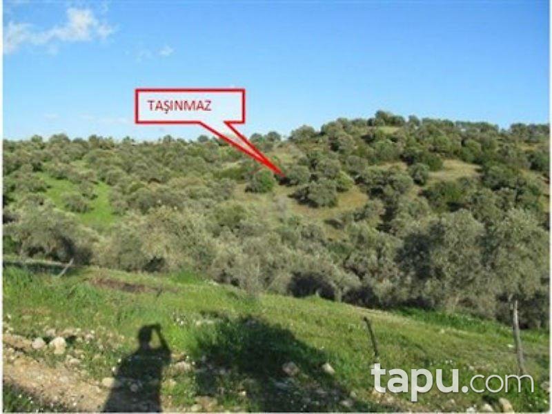 Aydın Germencik'te Otobana Yakın Zeytinlik