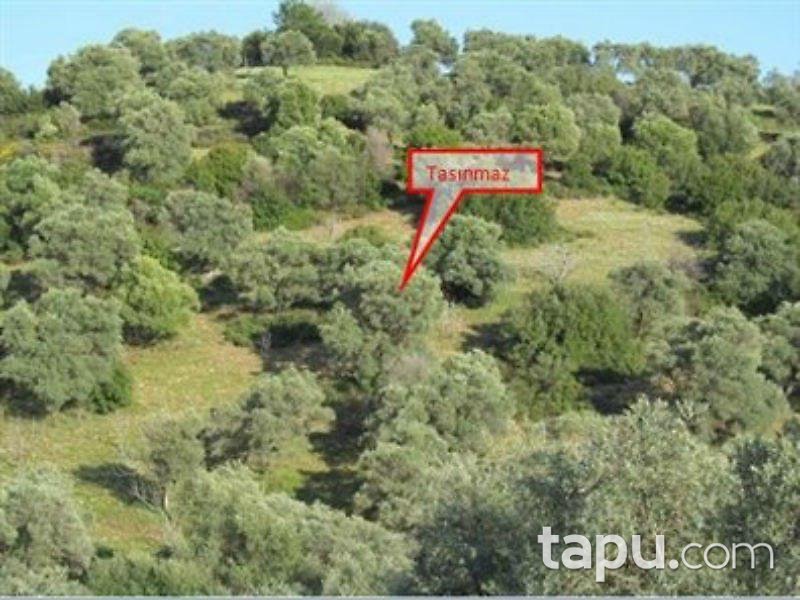 Aydın Germencik'te Otobana Yakın Zeytinlik