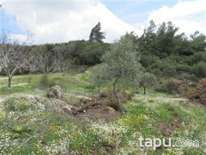 Aydın Germencik'te 13.3 Dönümlük Zeytinlik