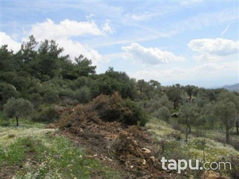 Aydın Germencik'te 13.3 Dönümlük Zeytinlik