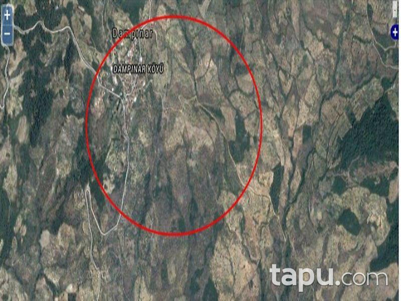 Aydın Germencik'te 13.3 Dönümlük Zeytinlik