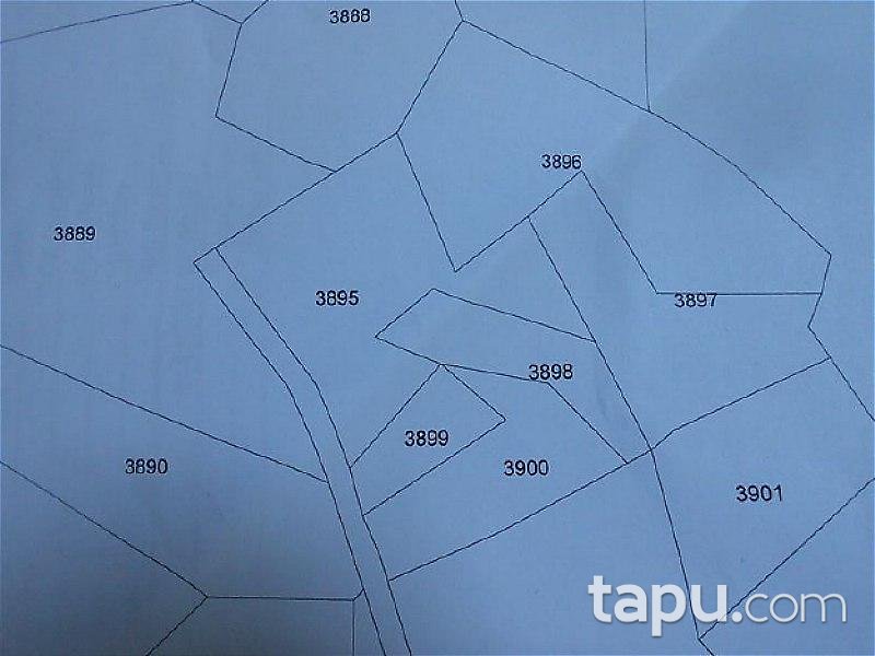 Aydın Germencik'de Zeytinlik