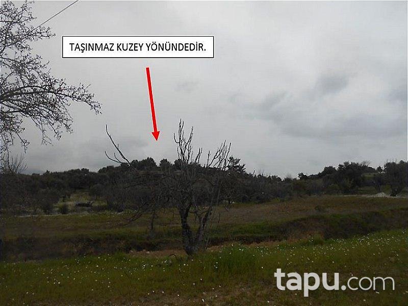 Aydın Germencik'de Zeytinlik