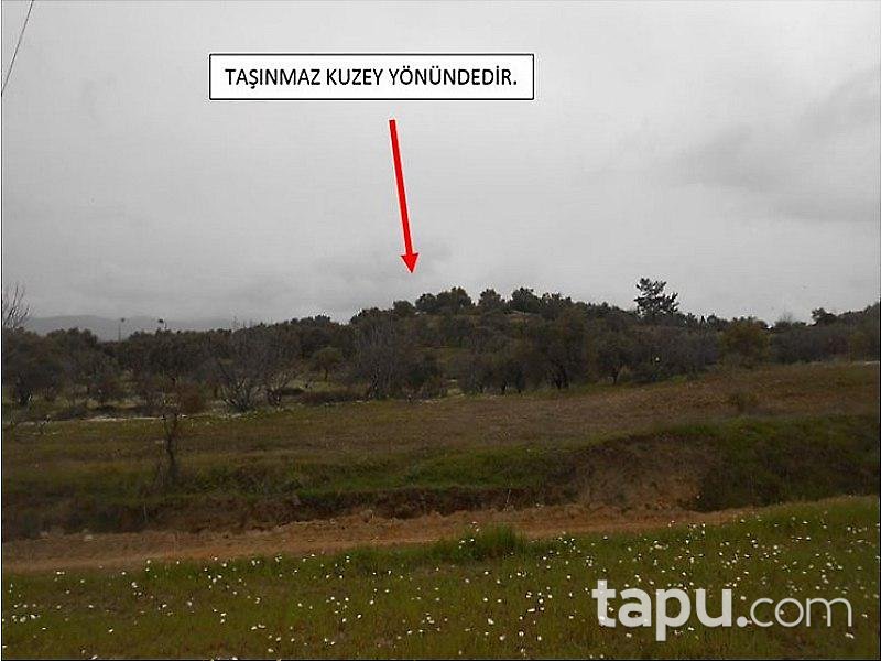 Aydın Germencik'de Zeytinlik