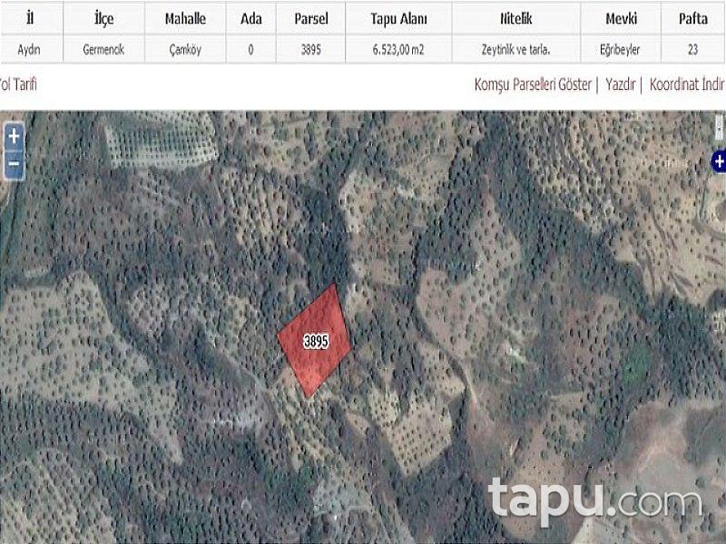 Aydın Germencik'de Zeytinlik