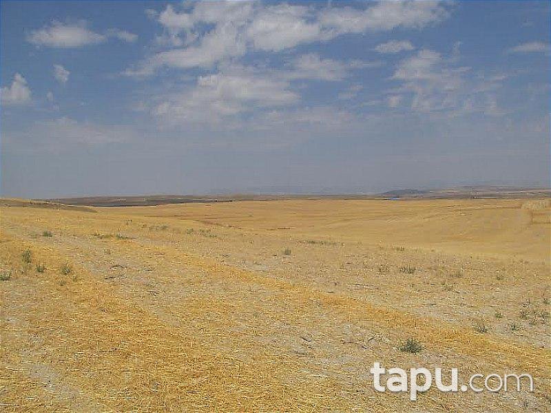 Ankara Beypazarı İlçesi'nde Tarla