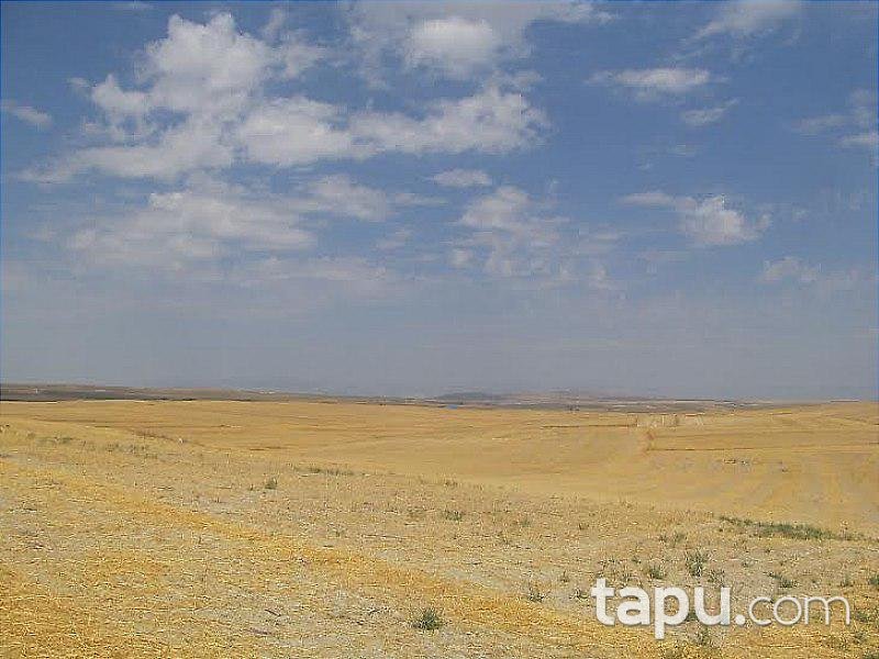 Ankara Beypazarı İlçesi'nde Tarla
