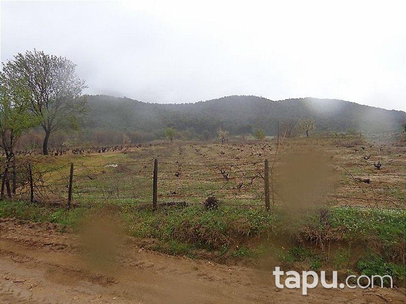 Çanakkale Bayramiç'te 7 Dönüm Bağ