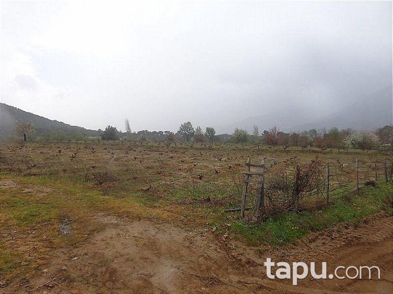 Çanakkale Bayramiç'te 7 Dönüm Bağ