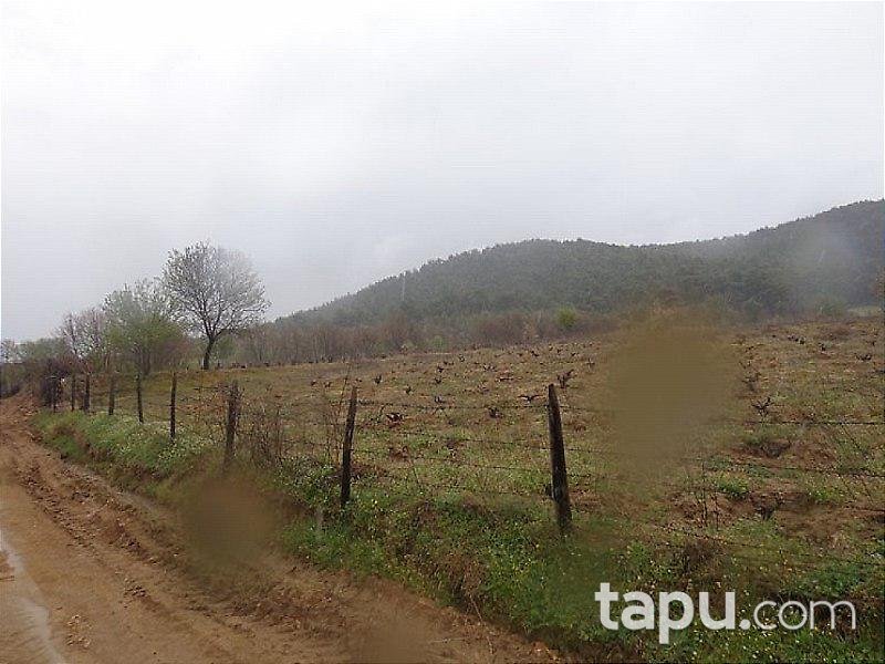 Çanakkale Bayramiç'te 7 Dönüm Bağ