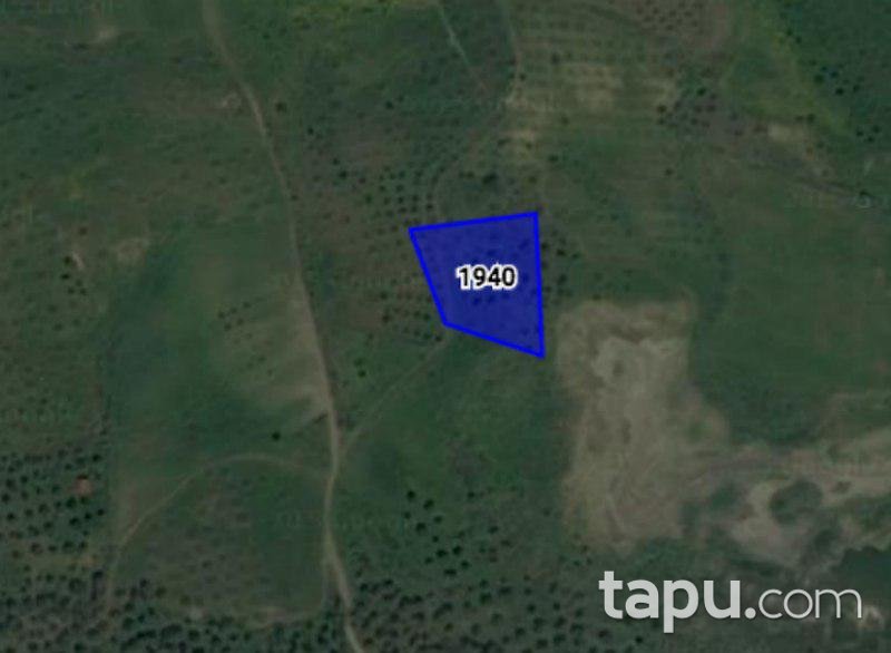 Aydın Germencik'te 3 Dönüm Tarla