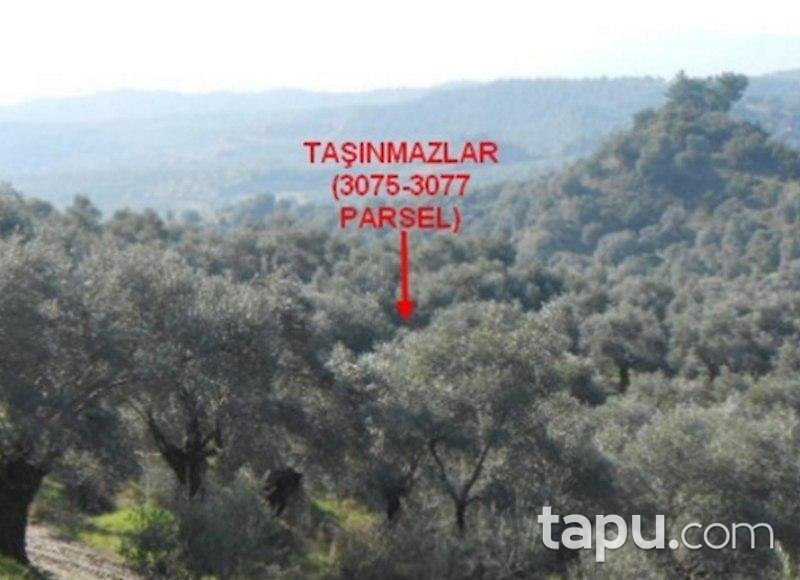 Aydın Germencik'te 3 Dönüm Tarla