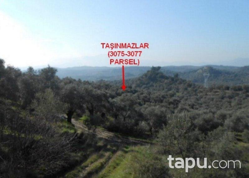 Aydın Germencik'te 3 Dönüm Tarla