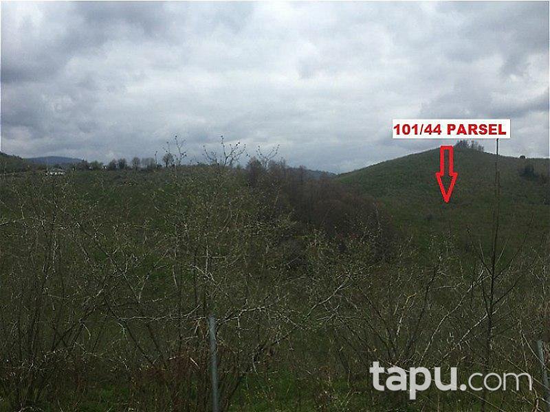 Sakarya Kocaali'de Fındıklık Arsası