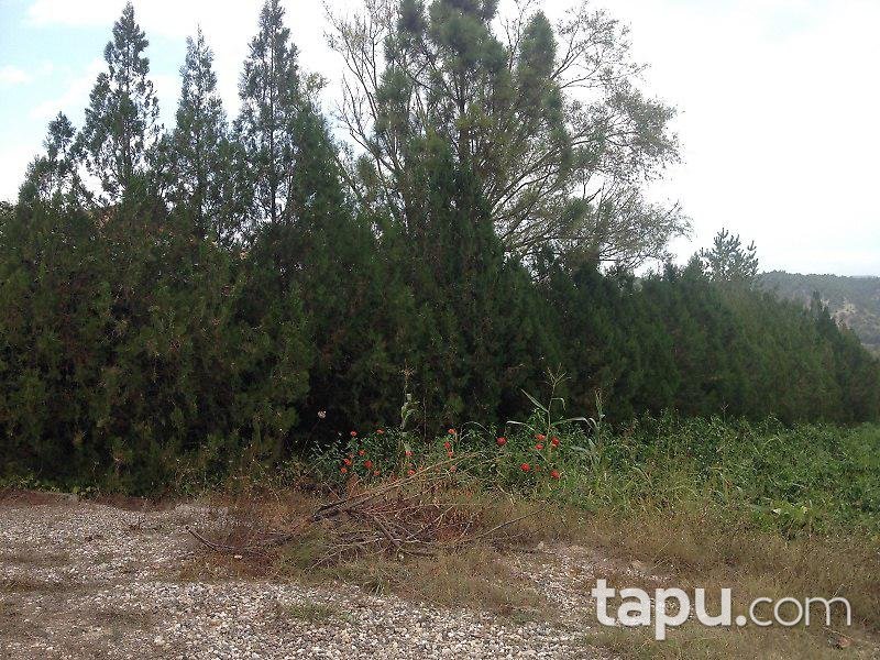 Bilecik Osmaneli'de Çiftlik