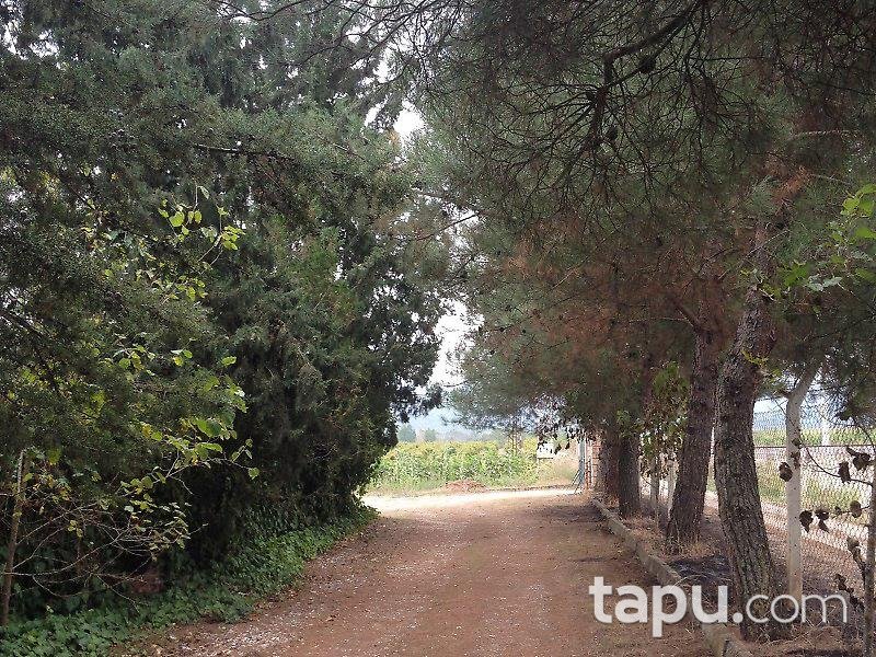 Bilecik Osmaneli'de Çiftlik