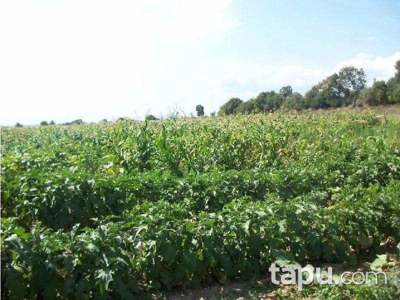 Çanakkale Yenice'de Tarla