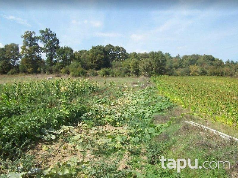 Çanakkale Yenice'de Tarla