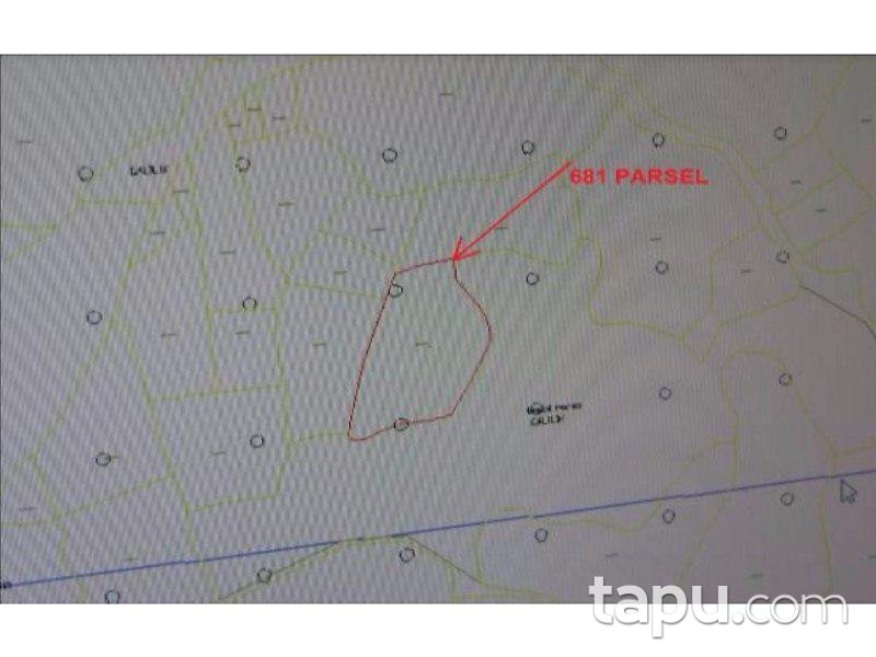 Bursa Gemlik Muratoba Köyü'nde 10.500 m2 Zeytinlik