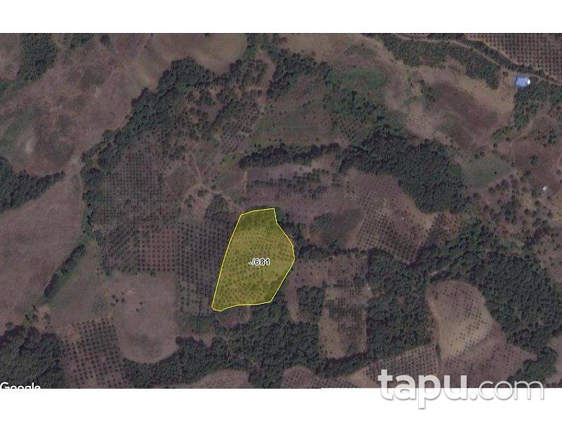 Bursa Gemlik Muratoba Köyü'nde 10.500 m2 Zeytinlik