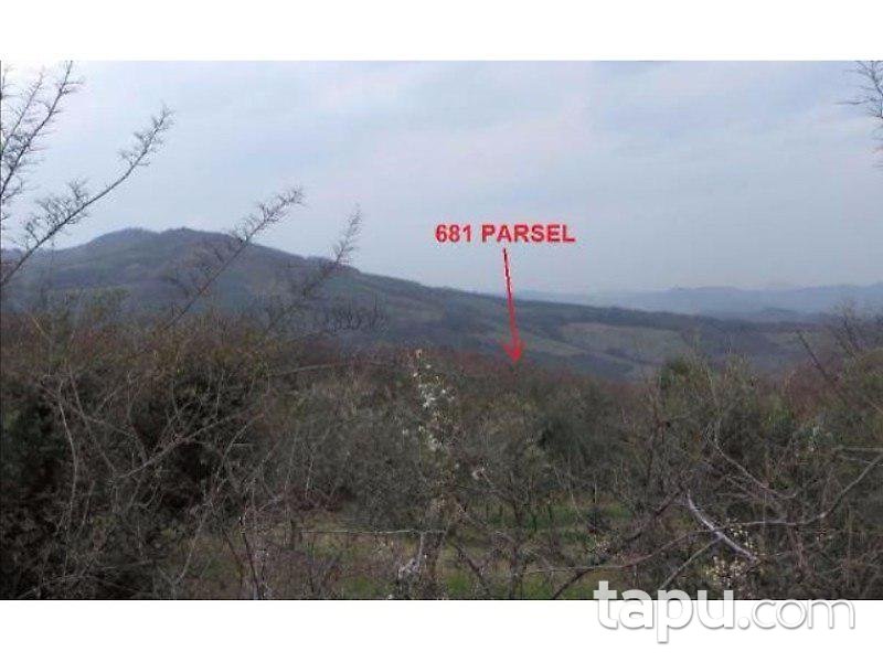 Bursa Gemlik Muratoba Köyü'nde 10.500 m2 Zeytinlik