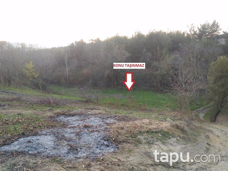 Bursa Mudanya Göynüklü Mahallesi 2700 m2 Zeytinlik