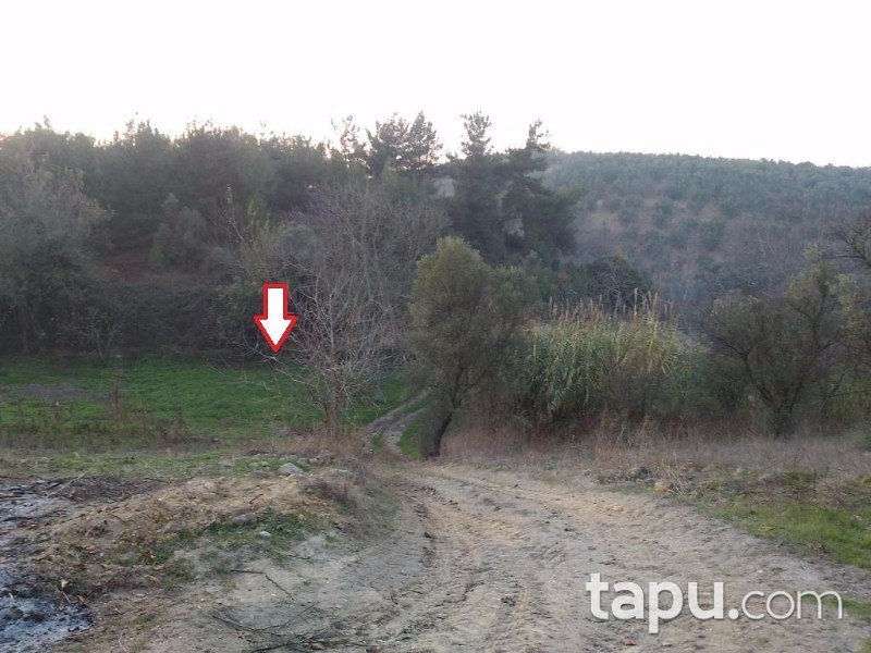 Bursa Mudanya Göynüklü Mahallesi 2700 m2 Zeytinlik