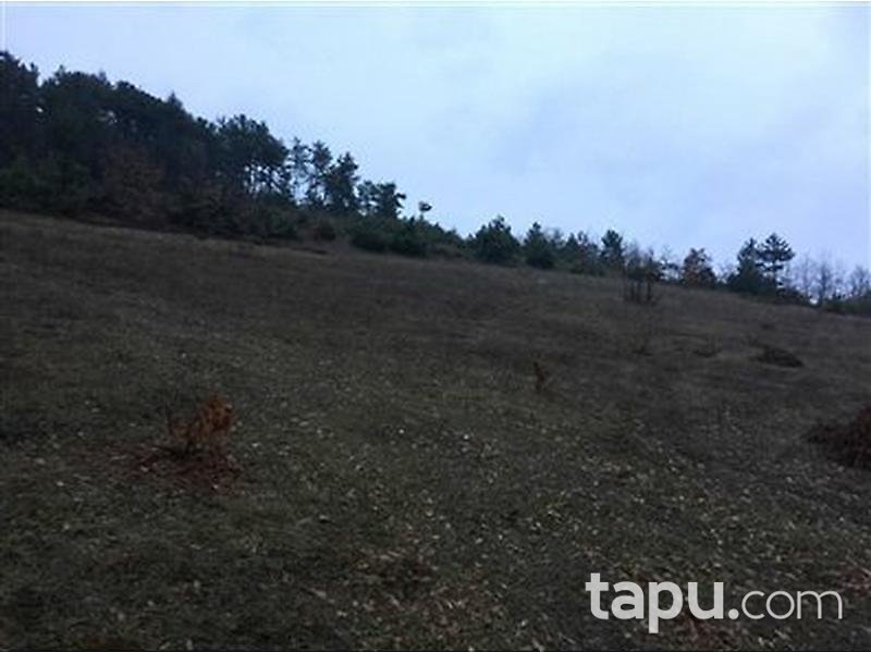 Bilecik Osmaneli Hisarcık'ta 8283 m2 Tarla