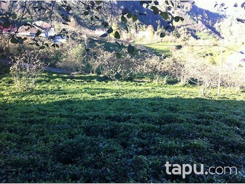 Trabzon Çağlayan Okçu Mahallesi'nde Çay Bahçeli Ev 340 m2