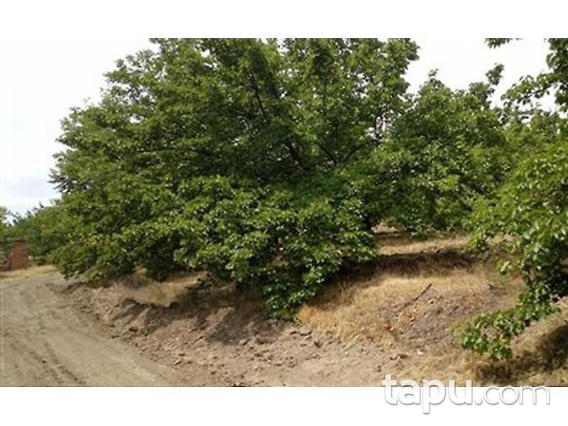 Malatya Kale Kıyıcak'da 1010 m2 Tarla