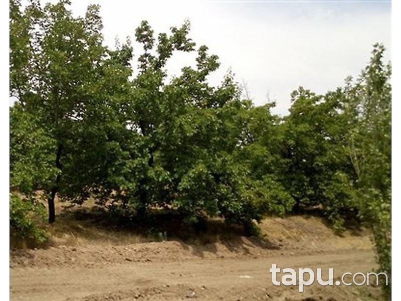 Malatya Kale Kıyıcak'da 1010 m2 Tarla