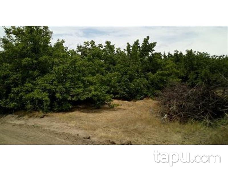 Malatya Kale Kıyıcak'da 1000 m2 Tarla