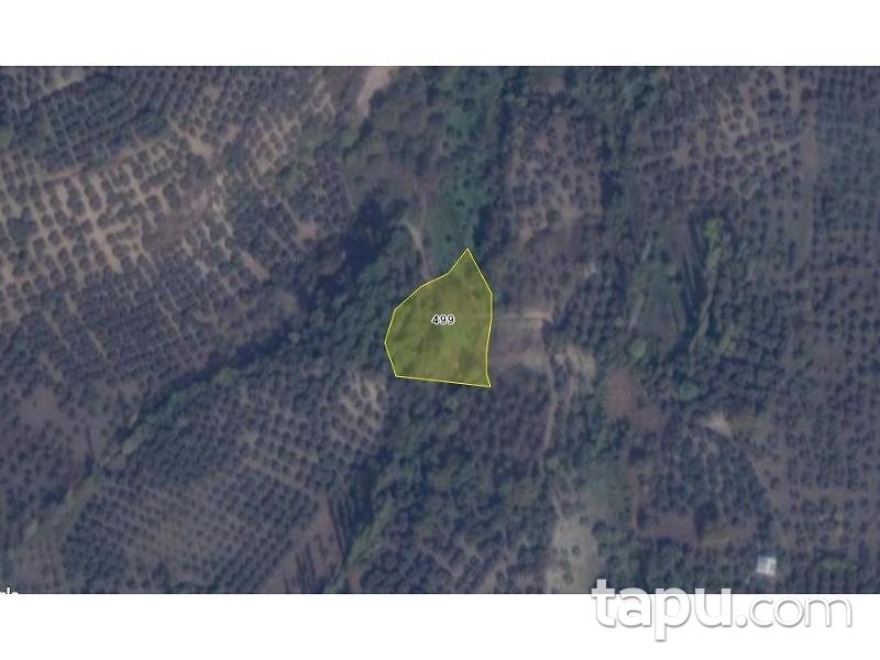 Bursa Mudanya Göynüklü Mahallesi 2700 m2 Zeytinlik