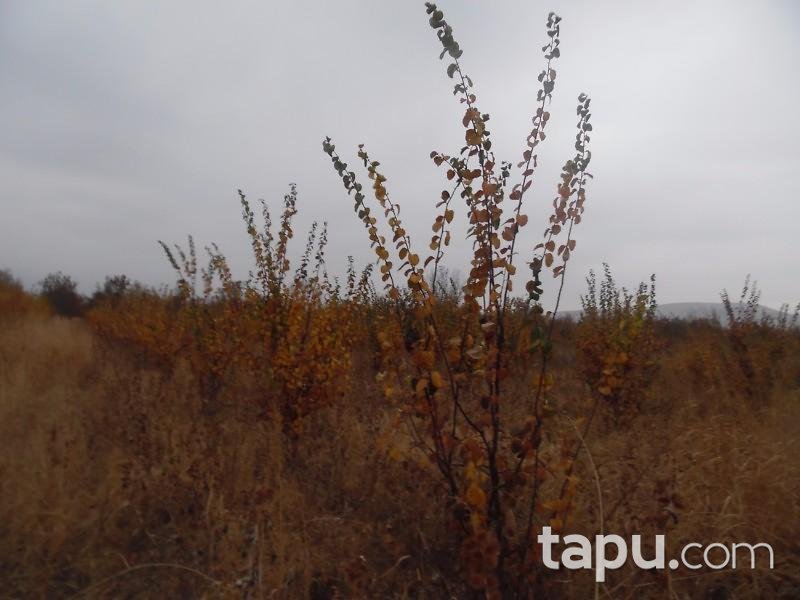 Isparta Senirkent'te 5 Adet 18.317 m2 Tarla