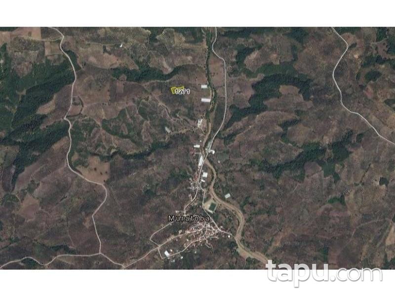 Bursa Gemlik'te 3000 m2 Zeytinlik