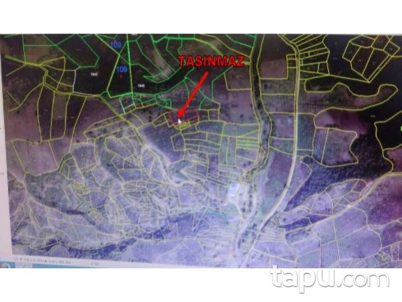 Bursa Gemlik'te 3000 m2 Zeytinlik