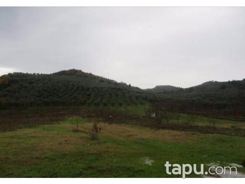 Bursa Gemlik'te 3000 m2 Zeytinlik