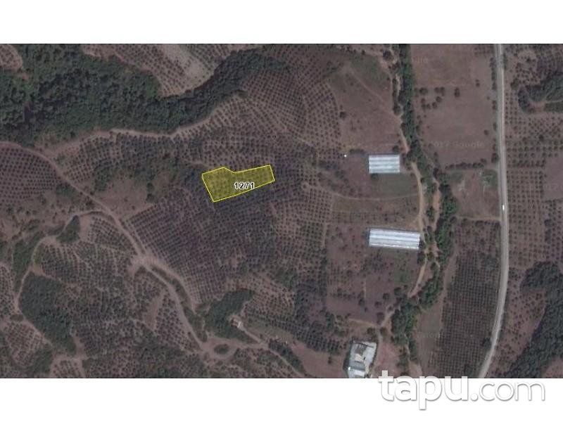 Bursa Gemlik'te 3000 m2 Zeytinlik
